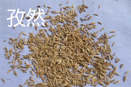 小茴香和孜然的区别