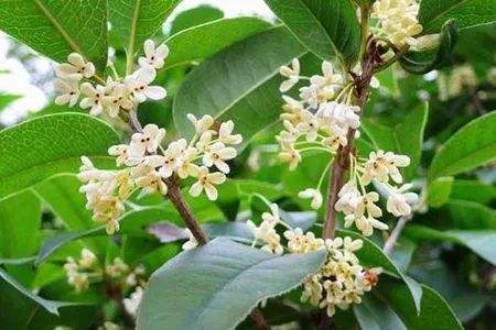 经常遇见桂花的品种分类,哪个品种最名贵?