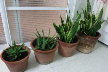 新买的虎皮兰怎么样上盆,移栽后注意些什么