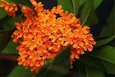 经常遇见桂花的品种分类,哪个品种最名贵?