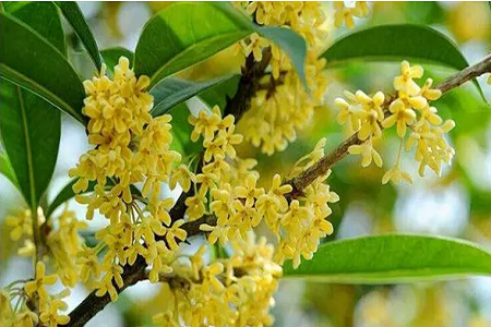 经常遇见桂花的品种分类,哪个品种最名贵?