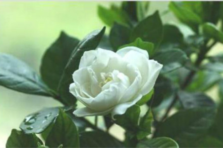 栀子花的花语和传说,送栀子花代表啥意思?