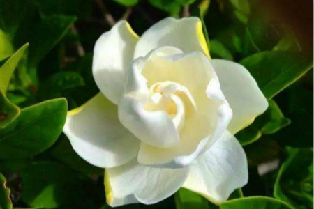 栀子花的花语和传说,送栀子花代表啥意思?