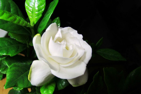 栀子花的花语和传说,送栀子花代表啥意思?