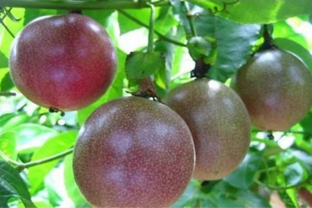 百香果多长下一次肥,施什么肥挂果多?