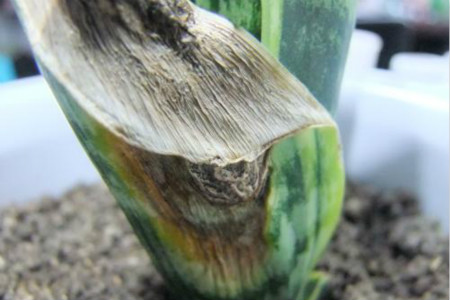 虎皮兰叶尖干枯、分叉、开裂、变皱了解决办法?