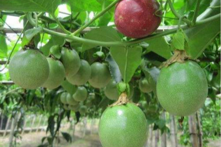 百香果浇水的良好办法，淘米水可以吗？需要天天浇吗？