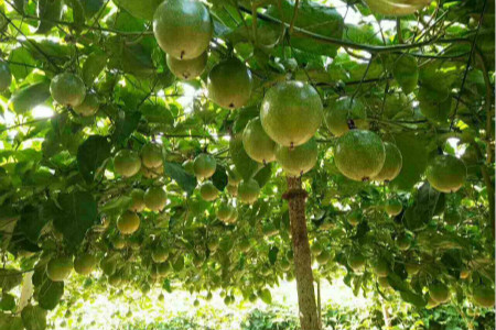 黄金百香果有几个品种,种植技术和注意些什么