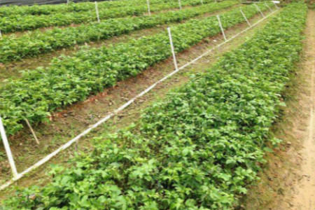 黄金百香果有几个品种,种植技术和注意些什么