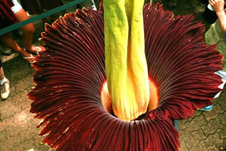 世界上花语最黑暗的花是啥,彼岸花還是昙花?