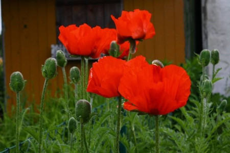 世界上花语最黑暗的花是啥,彼岸花還是昙花?