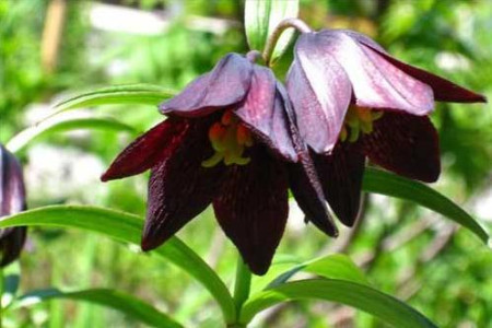 世界上花语最黑暗的花是啥,彼岸花還是昙花?