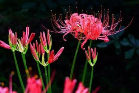 世界上花语最黑暗的花是啥，彼岸花還是昙花？