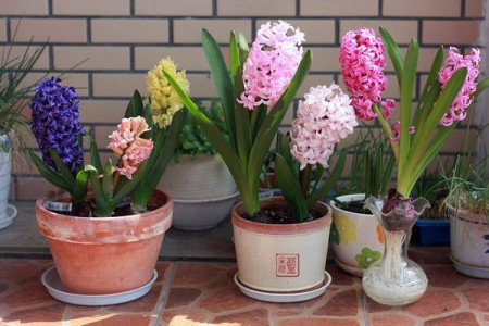 风信子的花语和寓意，适合在家里养吗？