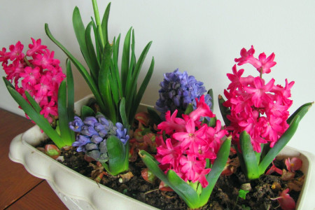 风信子的花语和寓意，适合在家里养吗？