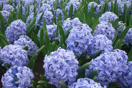 风信子的花语和寓意，适合在家里养吗？