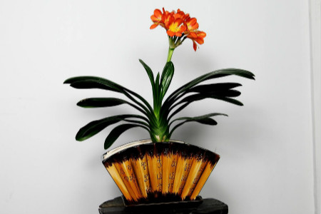 君子兰吸甲醛之后会死吗，还有哪些植物能吸甲醛？