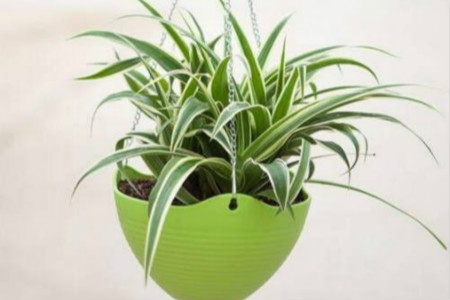 君子兰吸甲醛之后会死吗，还有哪些植物能吸甲醛？