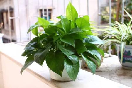 君子兰吸甲醛之后会死吗，还有哪些植物能吸甲醛？