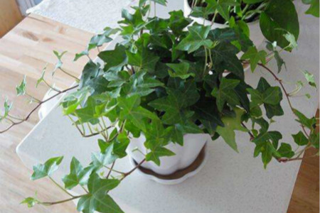 君子兰吸甲醛之后会死吗，还有哪些植物能吸甲醛？