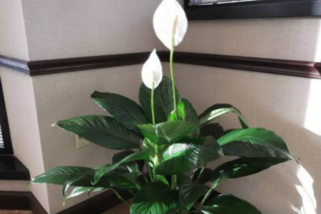 君子兰吸甲醛之后会死吗，还有哪些植物能吸甲醛？