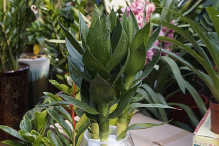 荷花竹为什么养3支,不同支数有什么寓意?