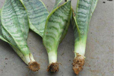 虎皮兰几月份可以扦插,扦插后需要浇水吗?