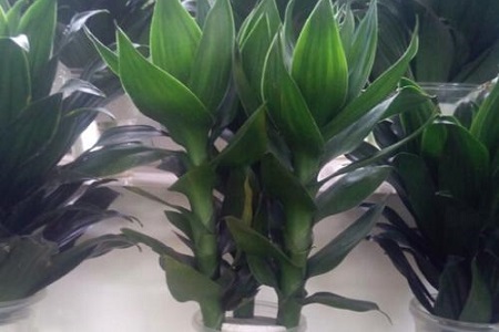 荷花竹为什么养3支,不同支数有什么寓意?