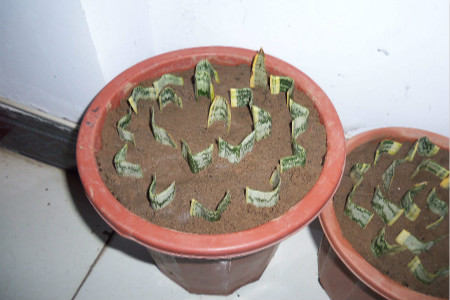 虎皮兰几月份可以扦插,扦插后需要浇水吗?