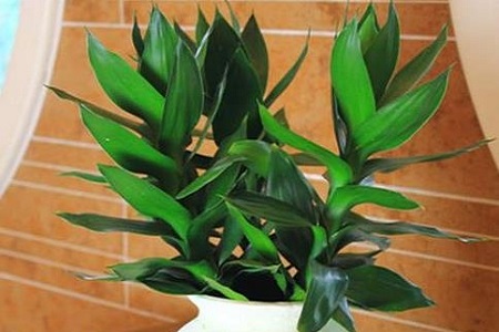 荷花竹为什么养3支,不同支数有什么寓意?