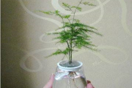 剪下来的文竹能插活吗，能剪一节水养吗？