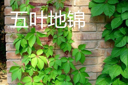 五叶地锦和爬山虎的区别