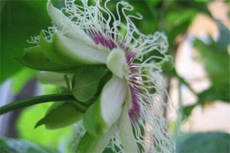 无花果什么时间开花,花期前后怎么种植护?