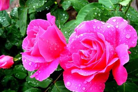 月季什么时间开花，养殖办法和注意些什么