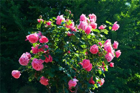 月季什么时间开花，养殖办法和注意些什么