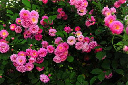 月季什么时间开花，养殖办法和注意些什么