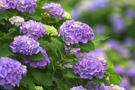 绣球花花语是啥，不同颜色绣球花的寓意