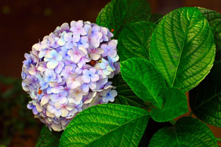 绣球花花语是啥，不同颜色绣球花的寓意