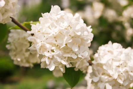 绣球花花语是啥，不同颜色绣球花的寓意