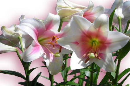 百合花花语和寓意,送百合代表啥意思?