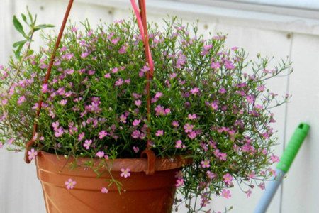 满天星适合在室内养吗,什么季节种,有毒吗?