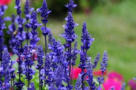 薰衣草什么时候开花，花语是啥？