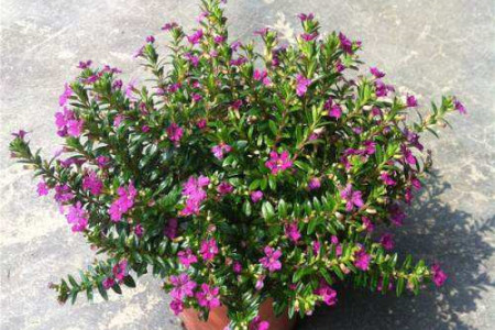 满天星适合在室内养吗,什么季节种,有毒吗?