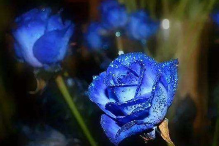 蓝色妖姬花语:11朵和19朵啥意思,适合送给什么人?