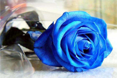 蓝色妖姬花语:11朵和19朵啥意思,适合送给什么人?