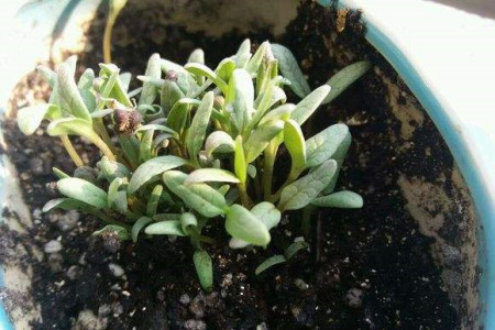 满天星适合在室内养吗,什么季节种,有毒吗?