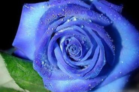 蓝色妖姬花语:11朵和19朵啥意思,适合送给什么人?