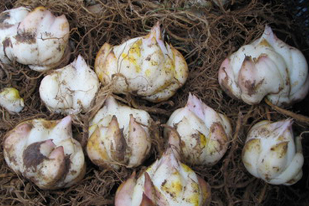 百合花球买来直接种会开花吗,多长开花?