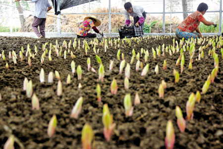 百合花球买来直接种会开花吗,多长开花?