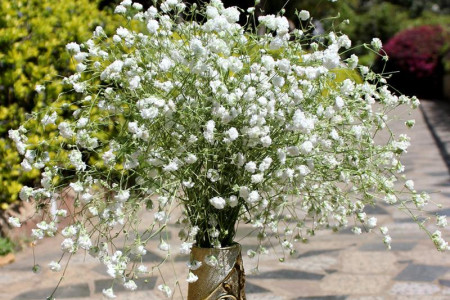 满天星怎么种植?盆栽和花束的养护办法不同